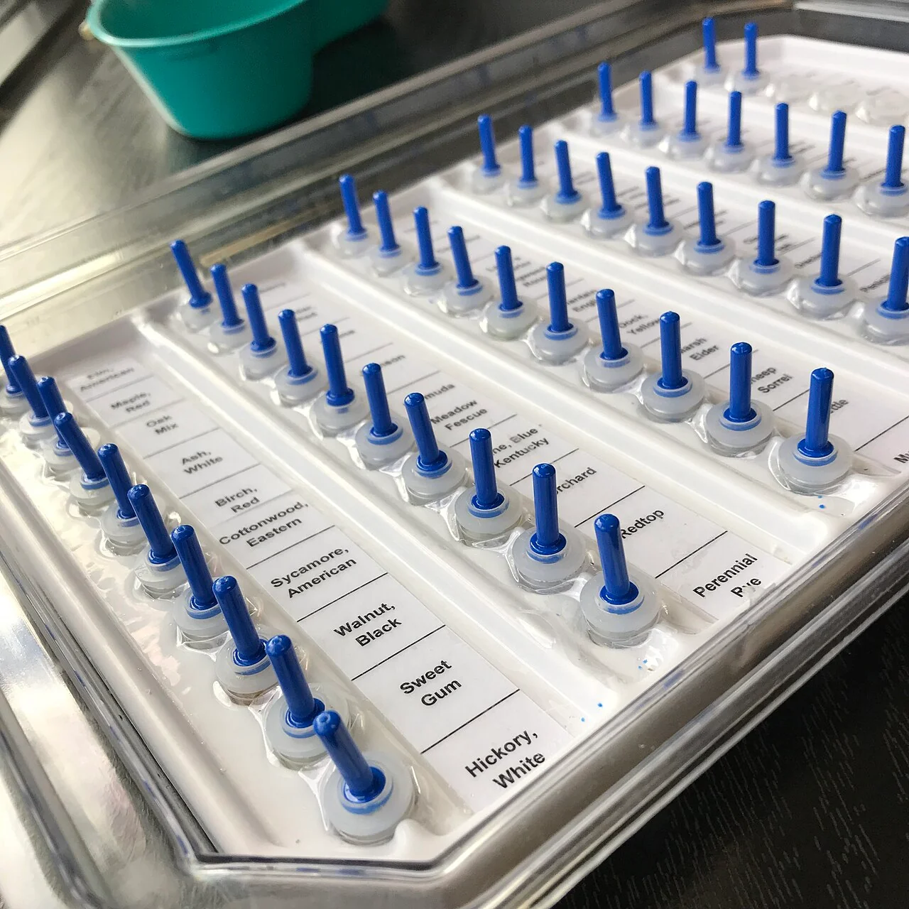 An array of allergen extracts arranged for use in skin prick allergy testing.