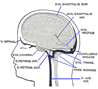 Diagram of the dural venous sinuses of the brain in lateral view, labelled with their anatomical names: superior and inferior sagittal sinus, straight sinus, confluence of sinuses, transverse sinus, sigmoid sinus, cavernous sinus, superior and inferior petrosal sinus, ophthalmic vein and internal jugular vein.