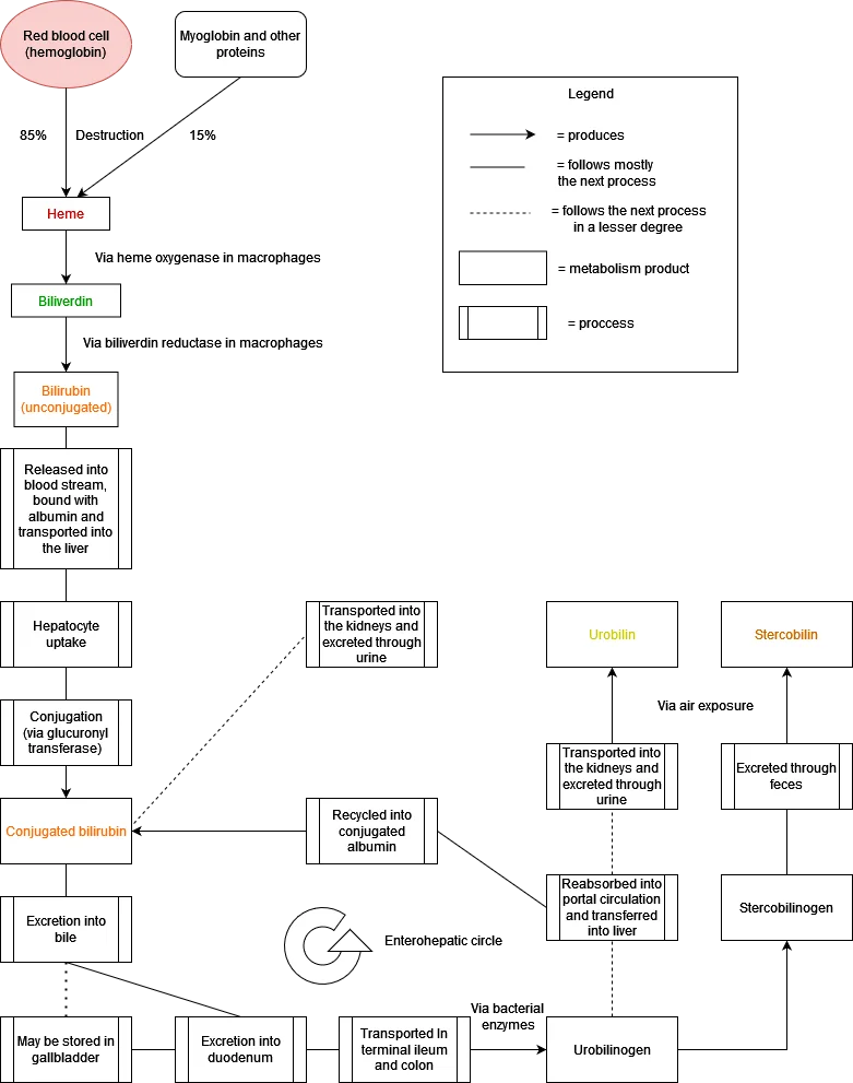 Diagram of bilirubin metabolism, showing haem breakdown to unconjugated bilirubin, hepatic conjugation, biliary excretion and enterohepatic circulation.
