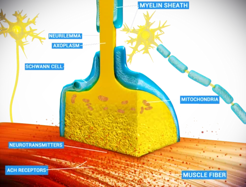 Illustration of the neuromuscular junction, showing the myelinated axon terminal with mitochondria releasing neurotransmitter onto acetylcholine receptors on the muscle fibre membrane.