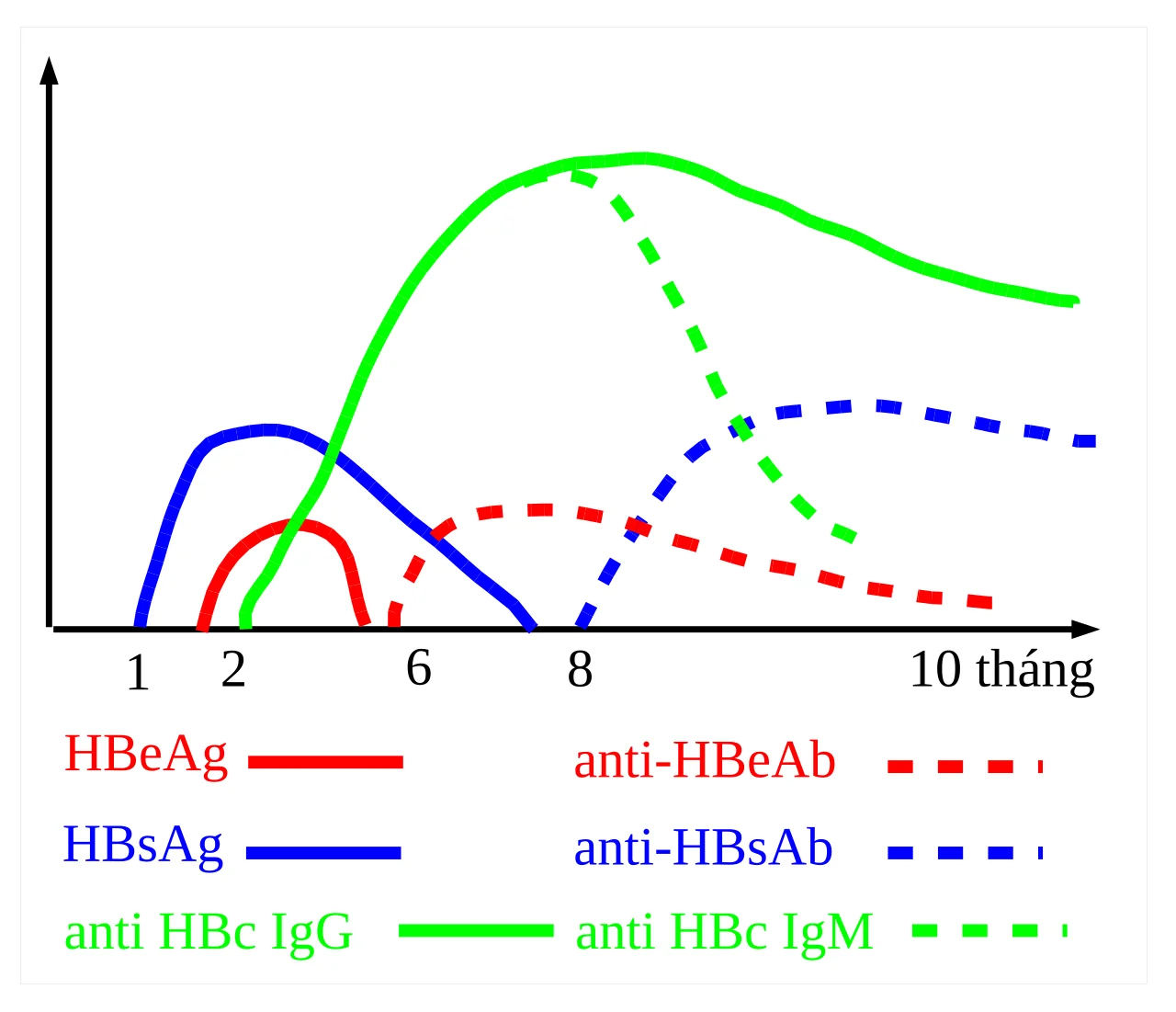 Graph showing the time course of hepatitis B serological markers, with HBsAg and HBeAg appearing first, followed by anti-HBc, then anti-HBe and anti-HBs after clearance.